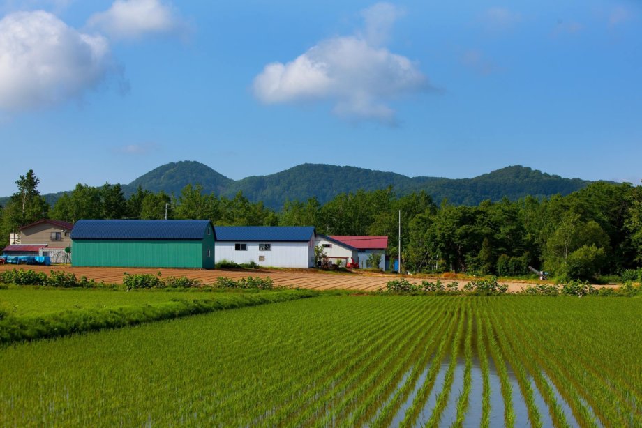The ordered perfection of a Niseko rice paddy.
