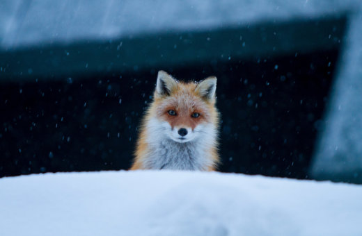 Weather Fox P 15177